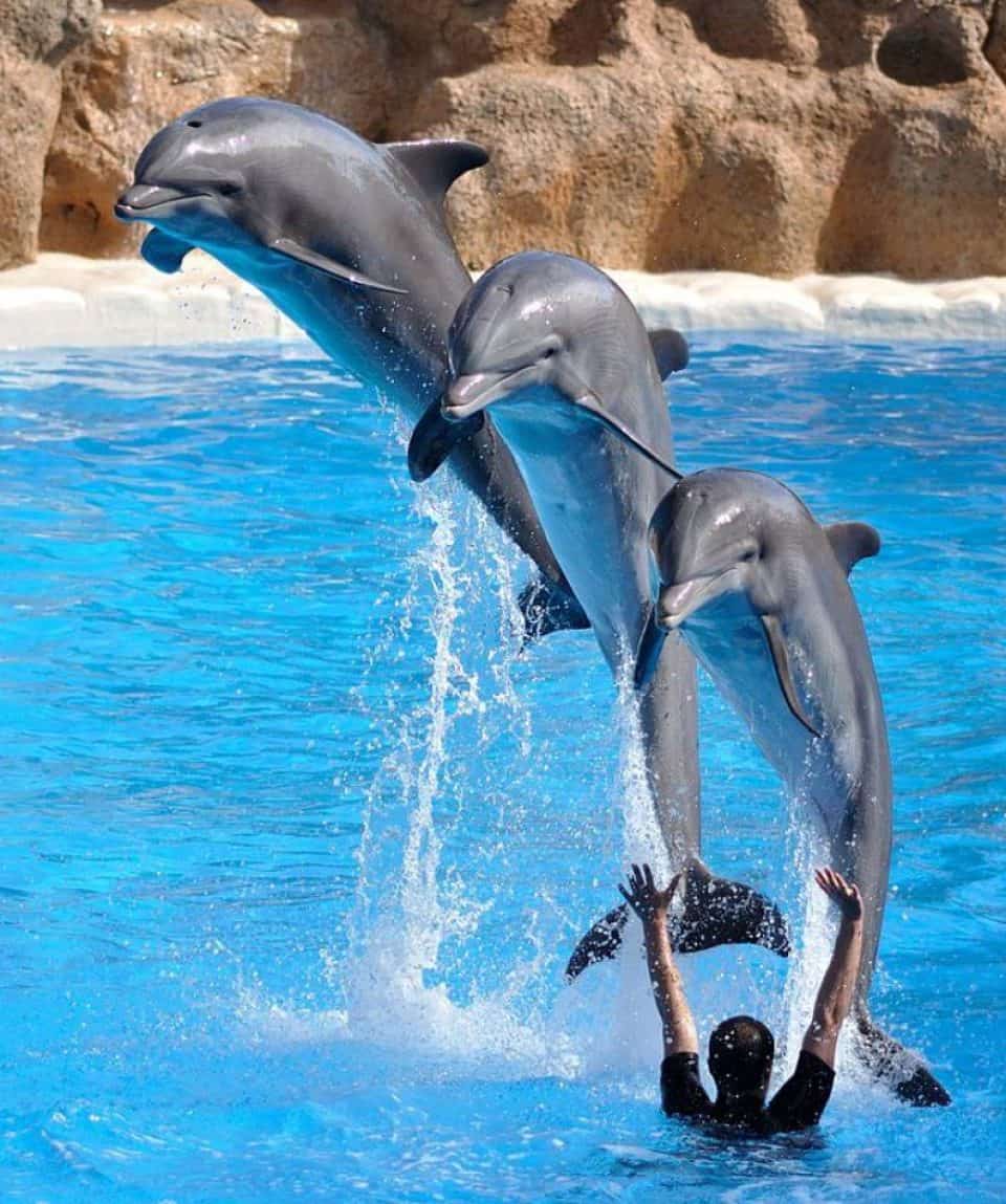 Шоу дельфинов в Бодруме Развлечение