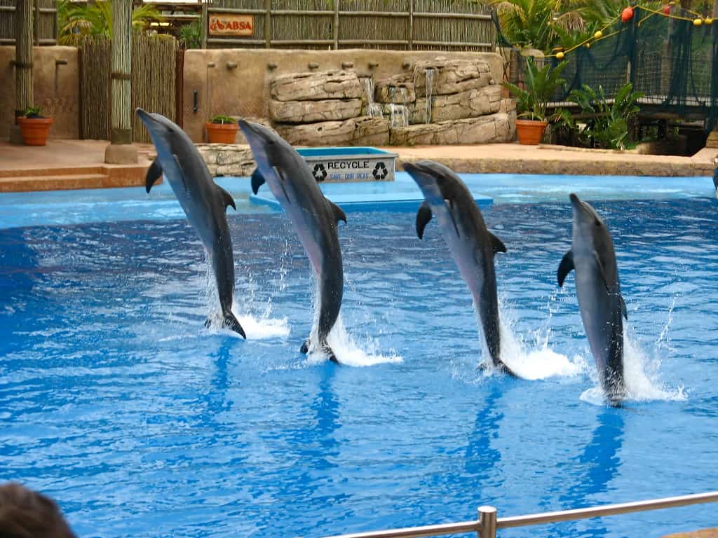 Шоу дельфинов в Бодруме море