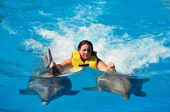 Плавание с Дельфинами в Кемере море