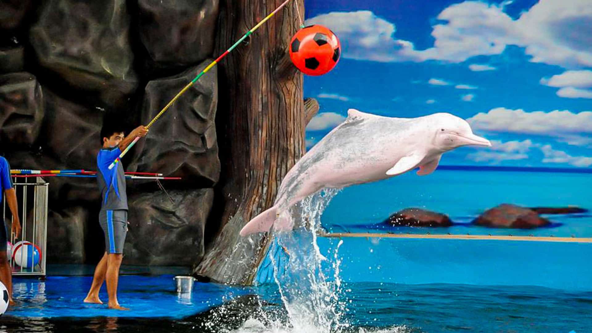 Дельфинарий в Алании Воздушный шар